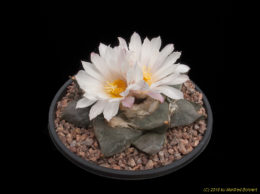 Ariocarpus retusus 3316